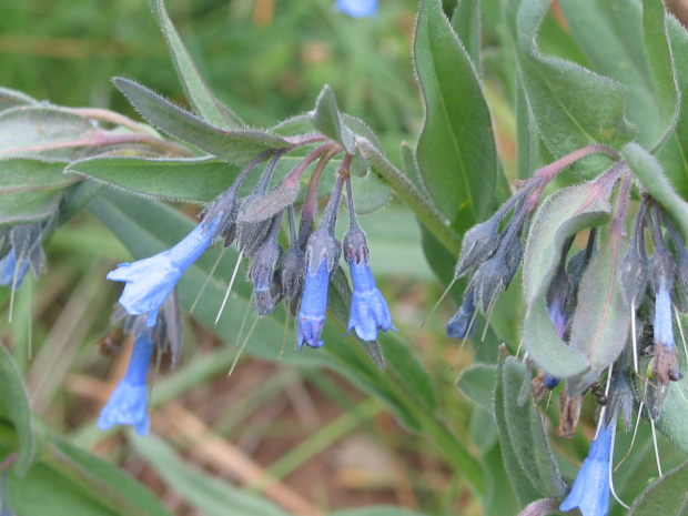 Long-flowered Bluebell (Mertensia longifloria)